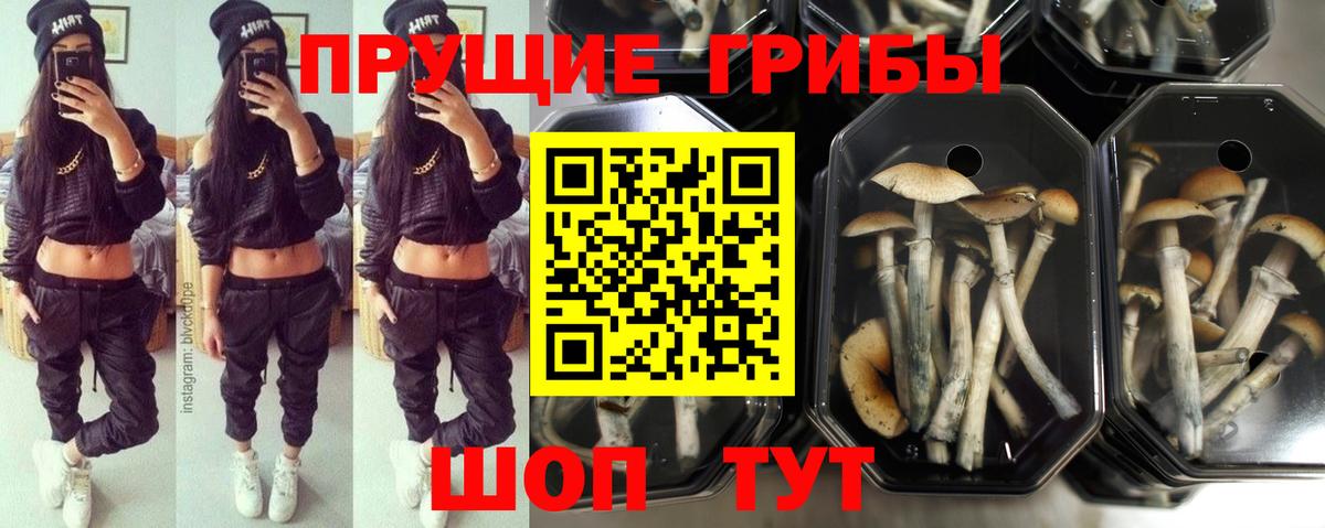 Аргун  Галлюциногенные грибы Psilocybine cubensis  Вход с VPN  Псилоцибиновые грибы мицелий 